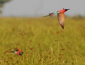 Northern Carmine Bee-eater