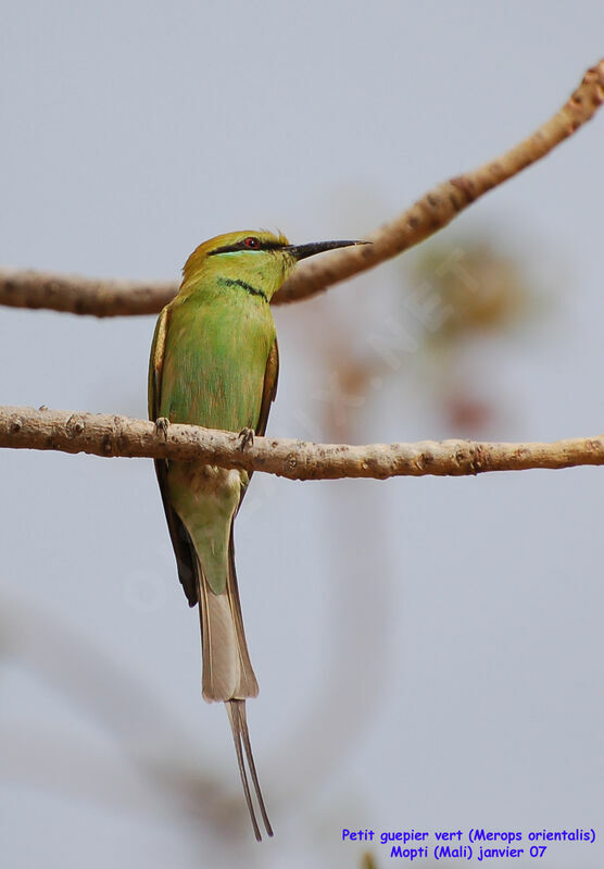 African Green Bee-eateradult
