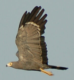African Harrier-Hawk