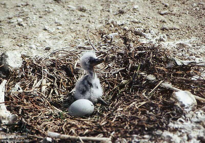 Grey HeronPoussin, Reproduction-nesting