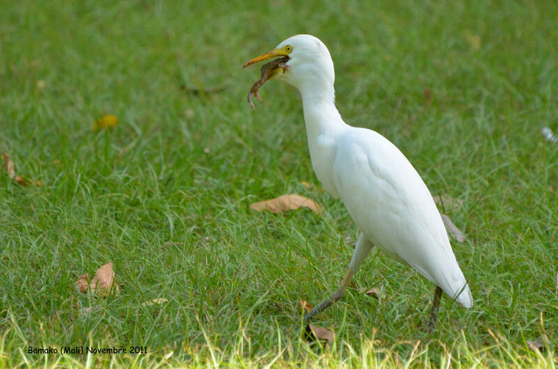 Western Cattle Egret, feeding habits