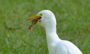 Western Cattle Egret 
&copy; Thierry Helsens