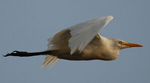 Western Cattle Egret