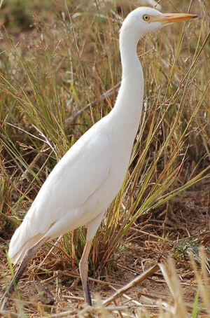 Western Cattle Egret