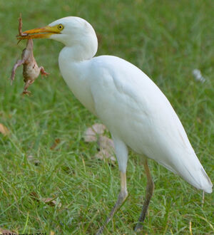Western Cattle Egret 
&copy; Thierry Helsens