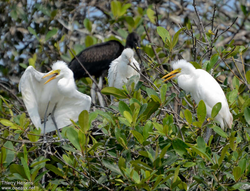 Intermediate Egret, Reproduction-nesting