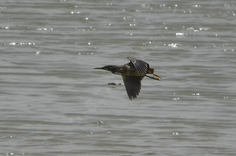 Striated Heron, Flight