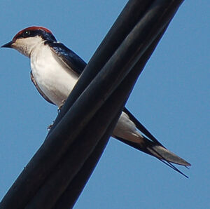 Hirondelle � longs brins