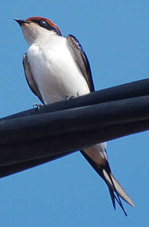Hirondelle � longs brins