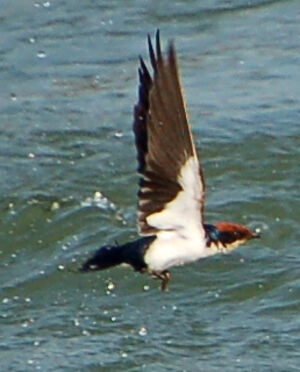 Hirondelle � longs brins