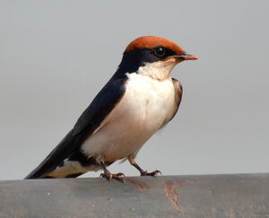 Hirondelle � longs brins