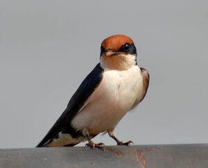 Hirondelle � longs brins
