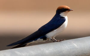 Hirondelle � longs brins