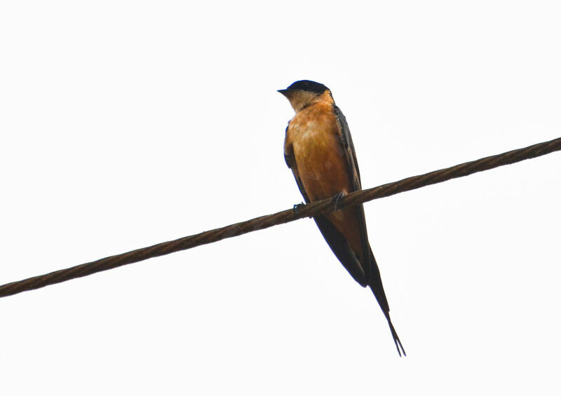 Red-breasted Swallowadult