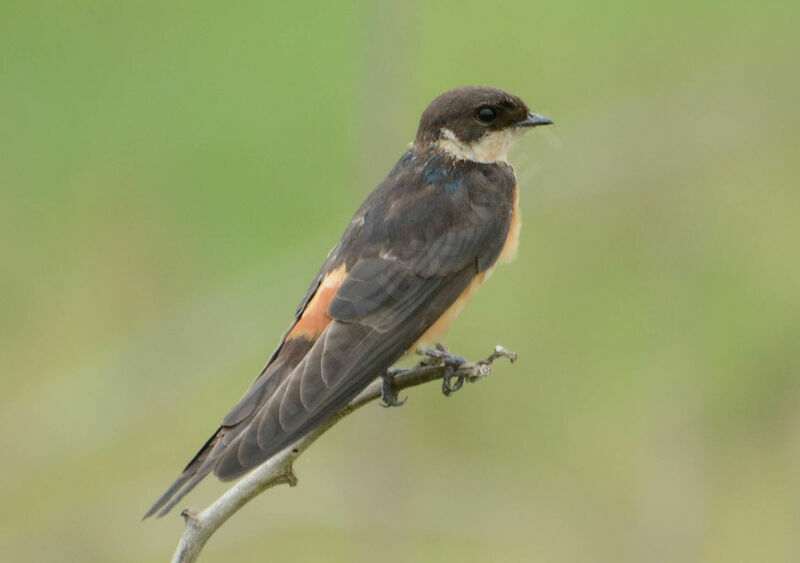 Red-breasted Swallowadult post breeding, identification