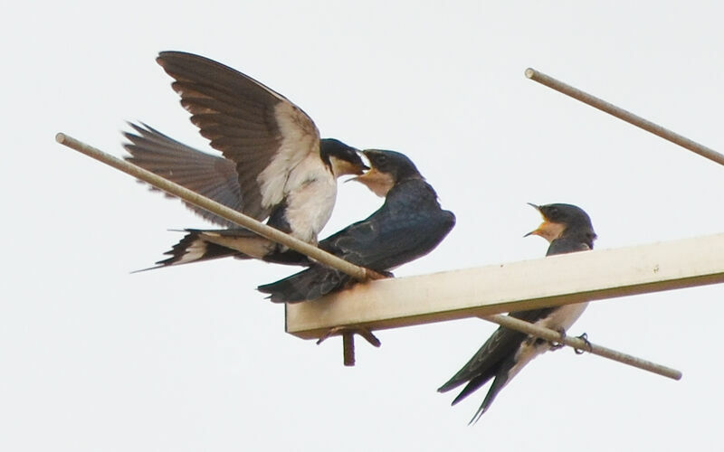 Ethiopian Swallow