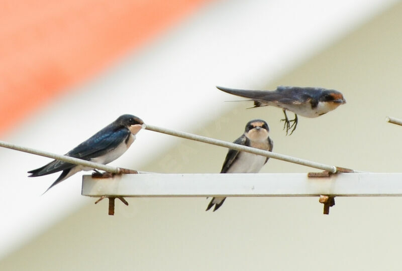 Ethiopian Swallow, Flight