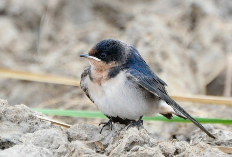 Ethiopian Swallowjuvenile, identification