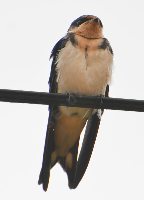 Ethiopian Swallowjuvenile