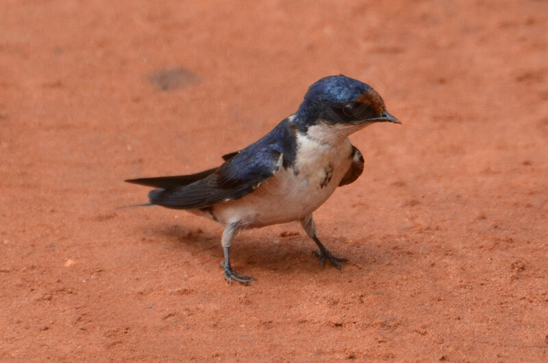 Ethiopian Swallowadult, identification