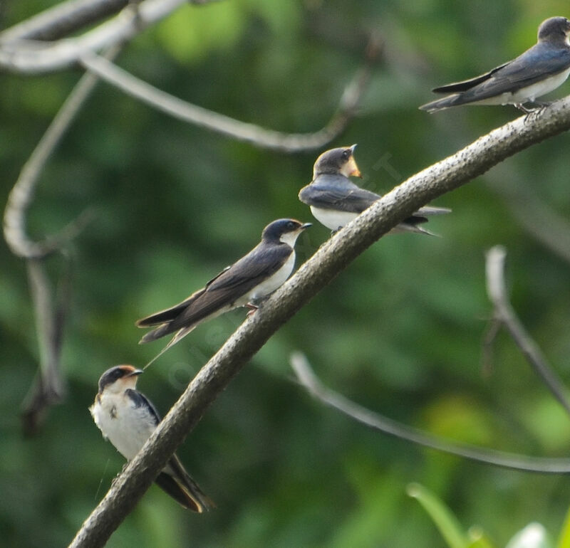 Ethiopian Swallow, Behaviour