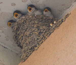 Common House Martin