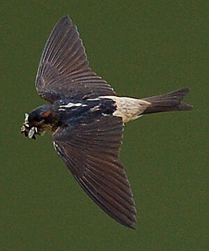 Hirondelle de Preuss