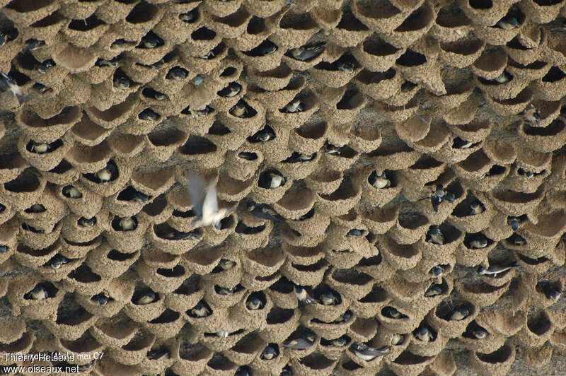 Preuss's Cliff Swallowadult breeding, Reproduction-nesting, Behaviour