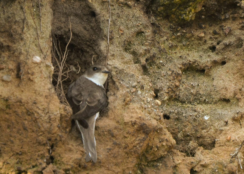 Sand Martinadult, Reproduction-nesting