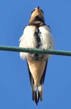 Hirondelle rustique