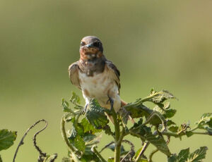 Barn Swallow
