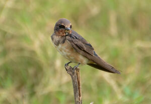 Barn Swallow