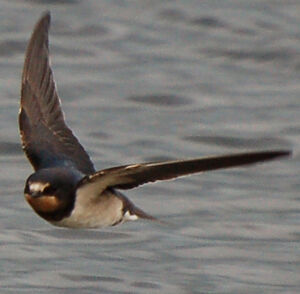 Hirondelle rustique