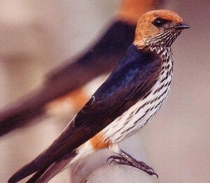 Hirondelle striée