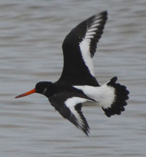 Eurasian Oystercatcher