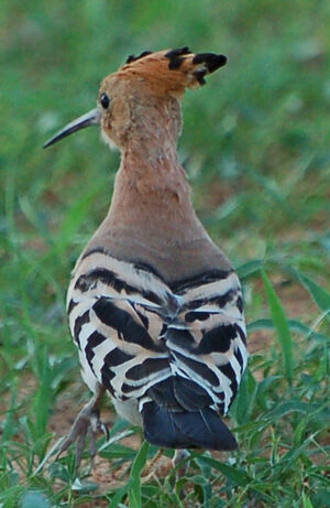 African Hoopoe