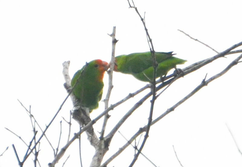 Red-headed Lovebird adult, identification, Behaviour