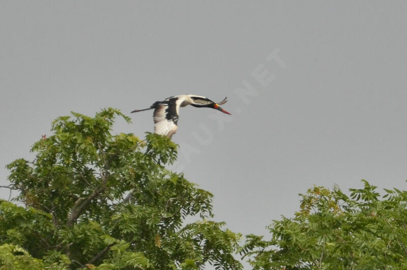 Saddle-billed Stork, Flight