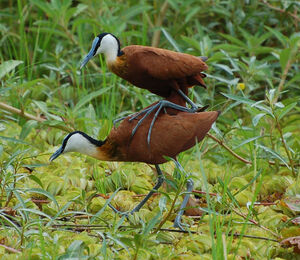 Jacana à poitrine dorée