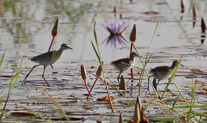 Lesser Jacana