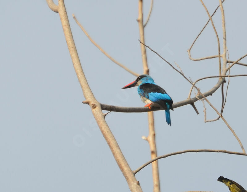 Blue-breasted Kingfisheradult, identification