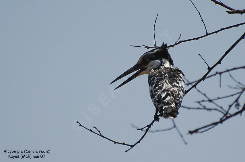 Pied Kingfisher male adult