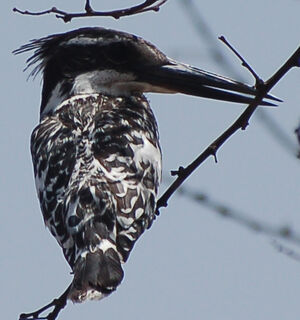 Pied Kingfisher