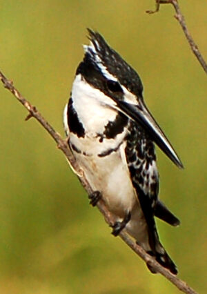 Pied Kingfisher