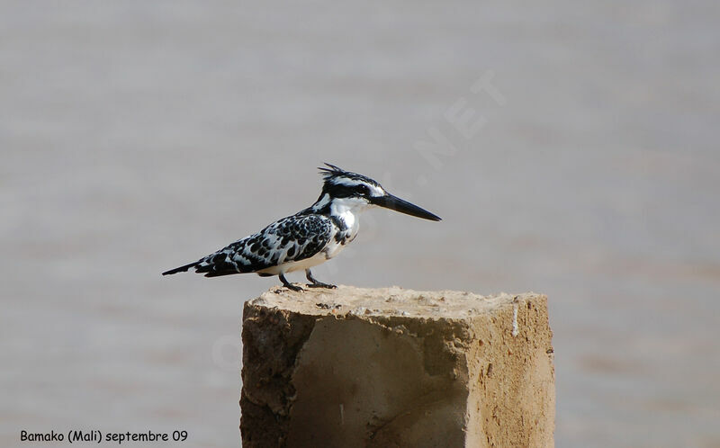 Pied Kingfisher male adult, identification