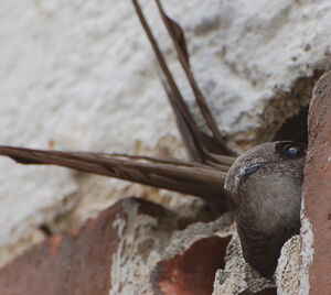 Common Swift