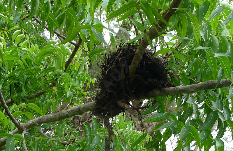 African Thrush, Reproduction-nesting