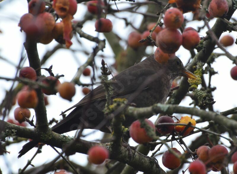Common Blackbird female