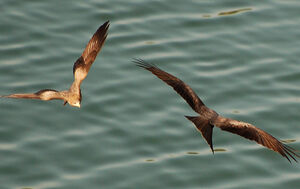 Black Kite