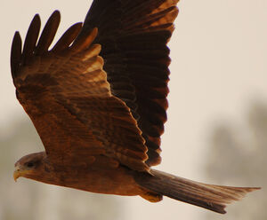 Black Kite